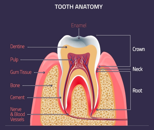 endodontist in chennai